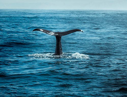 All About Whale Watching in Los Cabos