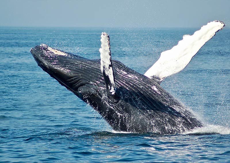 Whale-Watching-Los-Cabos